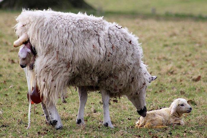 زایمان گوسفند و مراقبت های قبل و بعد از مادر و بره