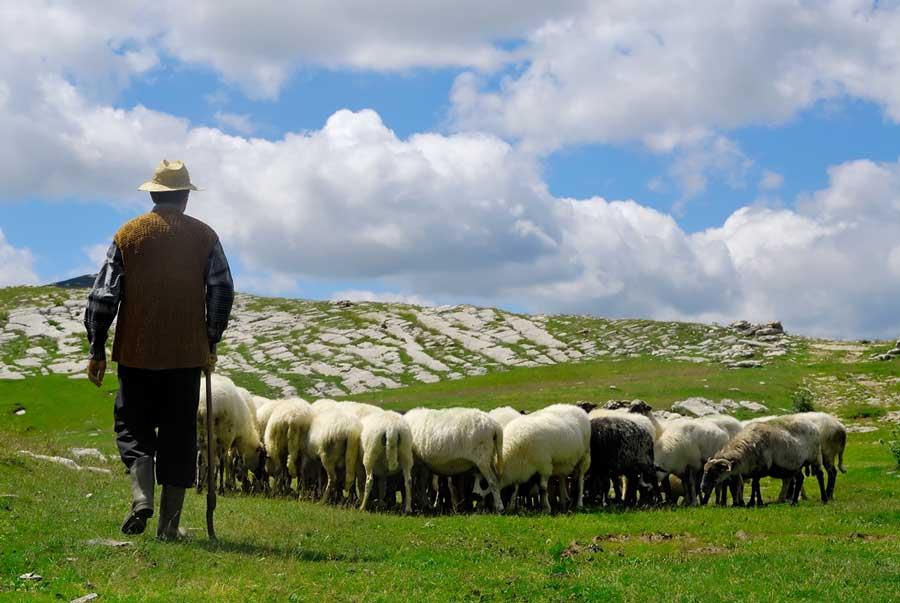زمان-چرای-دام