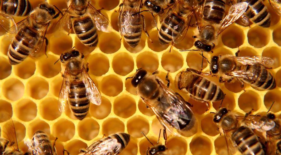 فواید عسل و ساختار اعجاب آور آن