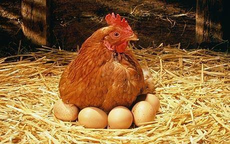 سندرم افت تولید تخم مرغ