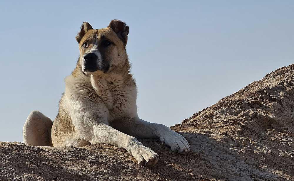 سگ-خراسانی