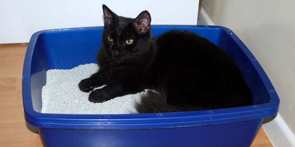 ظرف-خاک-گربه