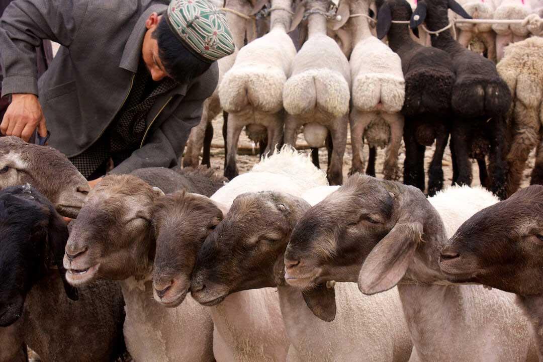 فروش-گوسفند