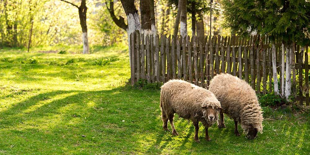 فضا-نگهداری-گوسفند