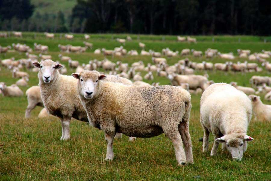 نرخ فروش گوسفند