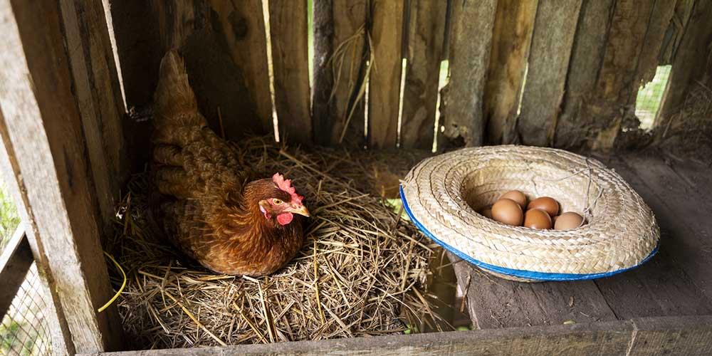 ویتامین-مرغ