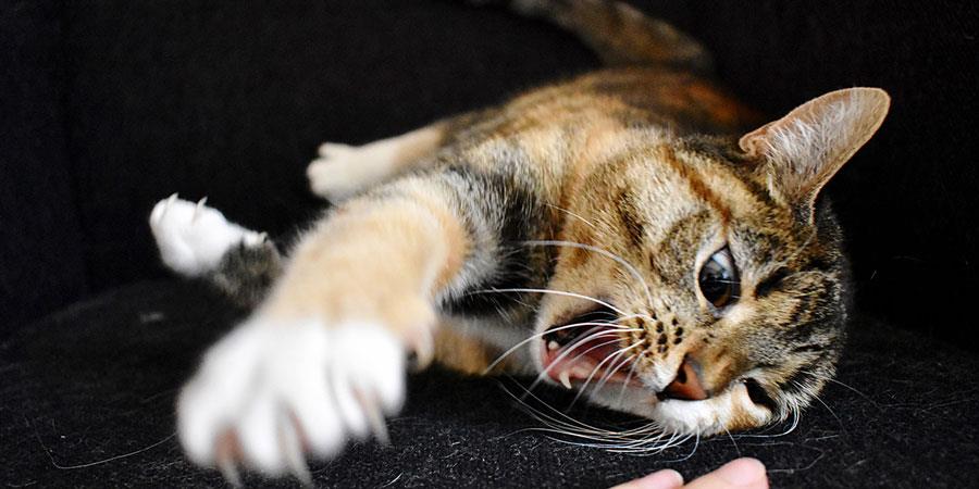 گربه-پرخاشگر-خانگی