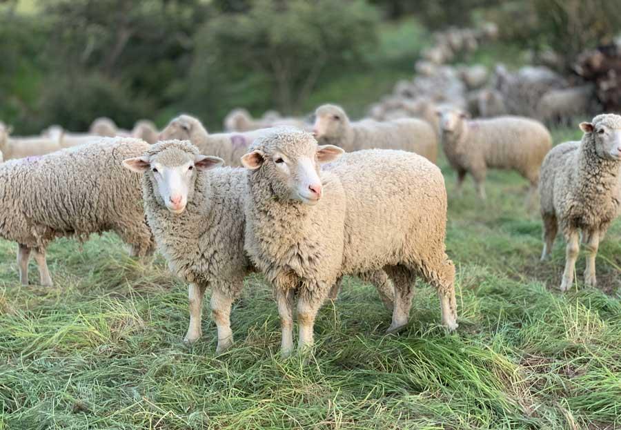 گوسفند-بومی-ایران