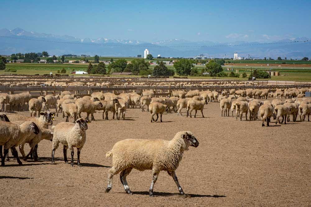گوسفند-داشتی-پرواری