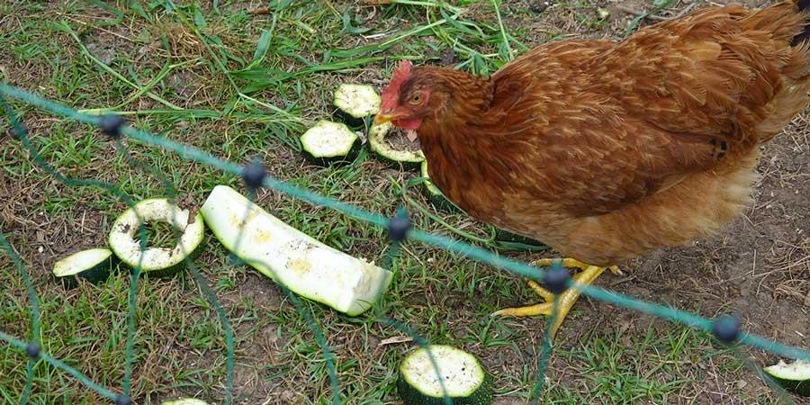 گوشت-دادن-به-مرغ