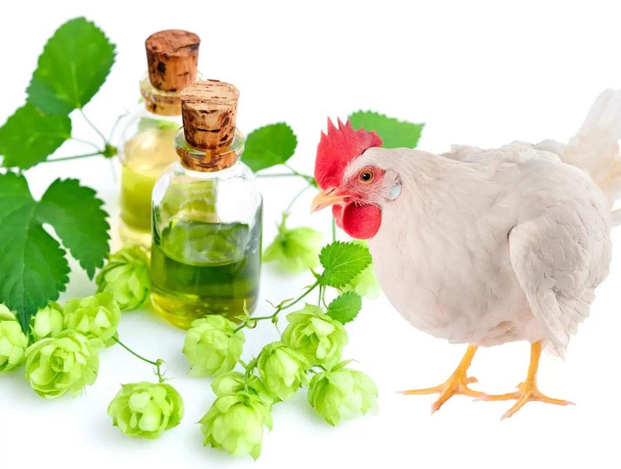گیاهان-دارویی-طیور