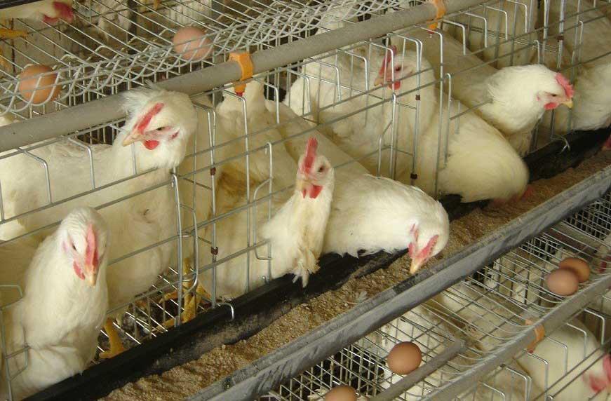 تغییر دادن سطح انرژی، با مقدار خوراک و وزن مرغ ها ارتباط دارد