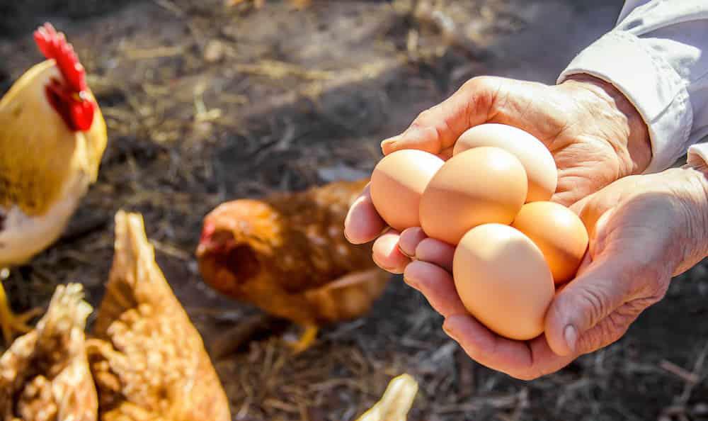 استراتژی های تغذیه ای برای مرغ های تخمگذار تا یکصدمین هفته عمر