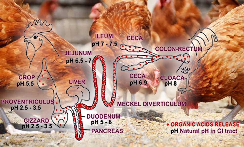 اثر ضد میکروبی اسیدهای آلی بر فلور میکروبی و سلامت روده طیور