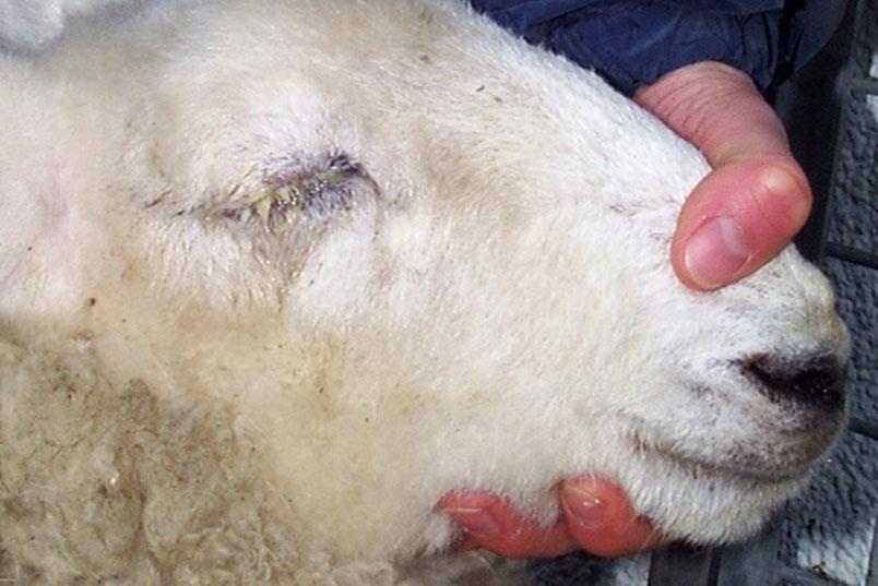 گوسفندی که به ریزش اشک مبتلاست