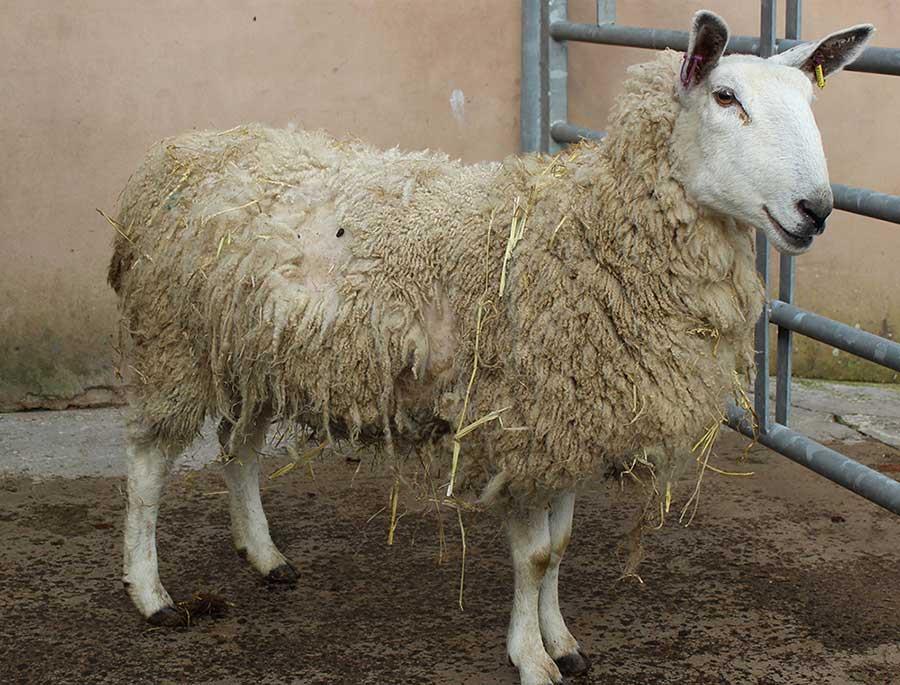 اگر پشم گوسفندی غیرطبیعی باشد