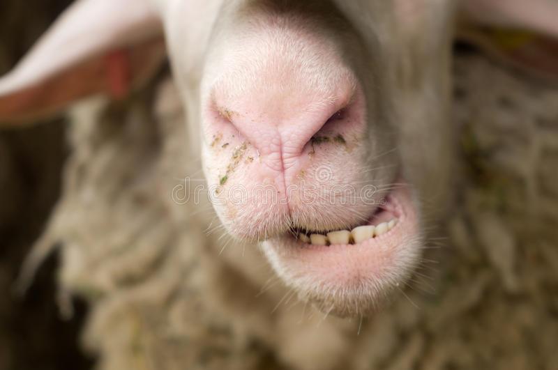 گوسفندی که دندان قروچه می‌کند