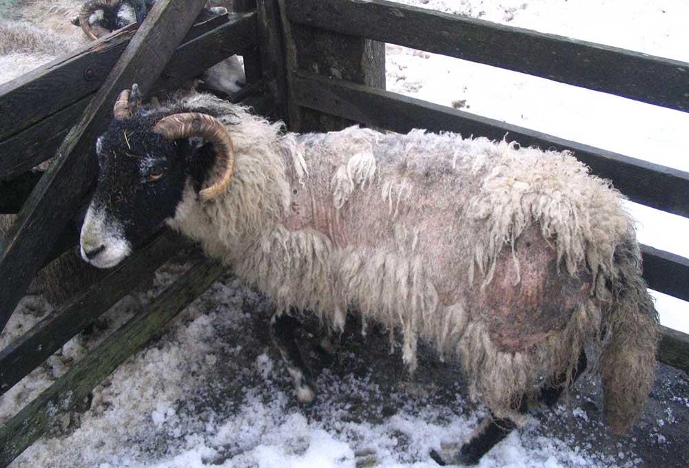 اگر در قسمتی از پوست بدن گوسفند تیرگی دیده شود