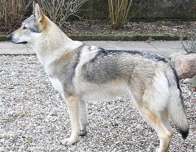 نژاد دورگه سگ گرگی (Wolf-Dog Hybrid)