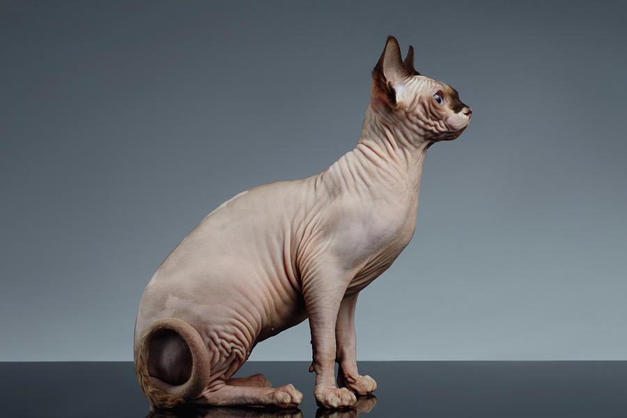 گربه نژاد اسفینکس (Sphynx cat)