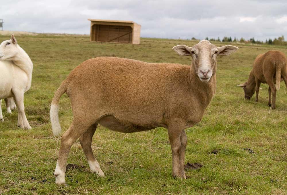 گوسفند نژاد کاتادین (Katahdin Sheep)
