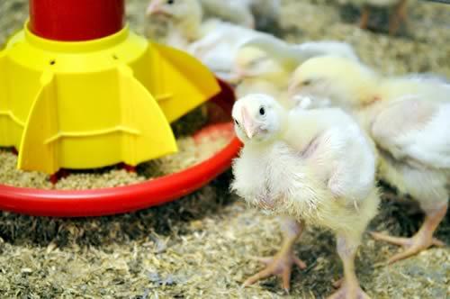 اهمیت رشد دستگاه گوارش مرغ ها در هفته های اولیه زندگی