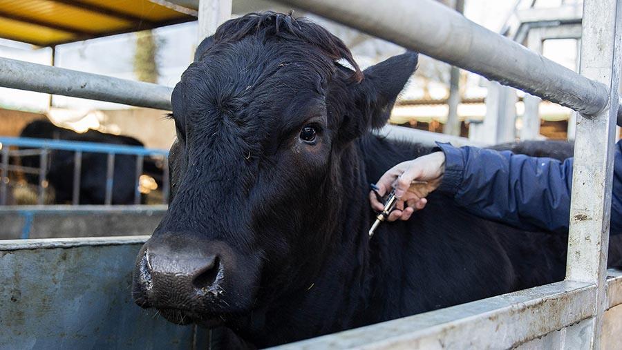 اهمیت کنترل بیماری سل در گاو