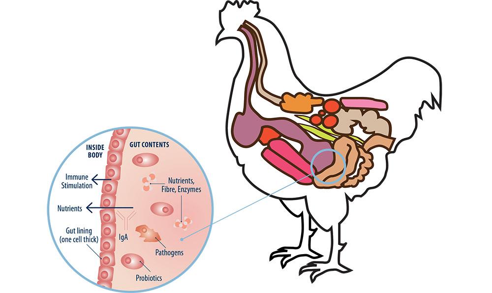 عوامل کلیدی در شکل گیری میکروبایوتای دستگاه گوارش مرغ