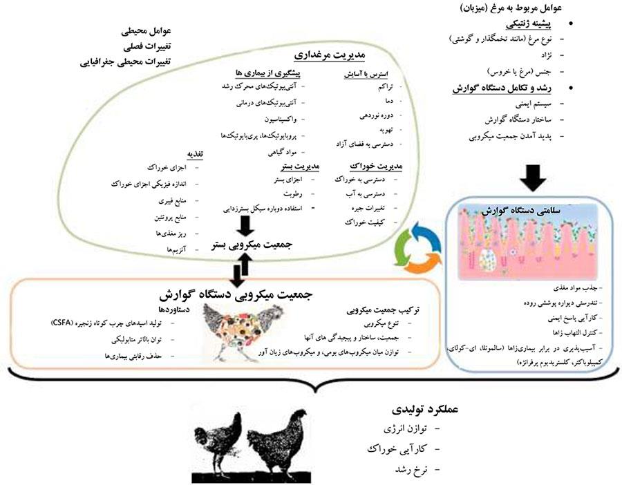 عوامل کلیدی محیطی و عوامل مربوط به میزبان و شکل جمعیت میکروبی دستگاه گوارش و رابطه آن با تندرستی و کارآیی تولیدی مرغ