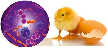 جمعیت میکروبی دستگاه گوارش سلامتی و بهره دهی مرغ ها