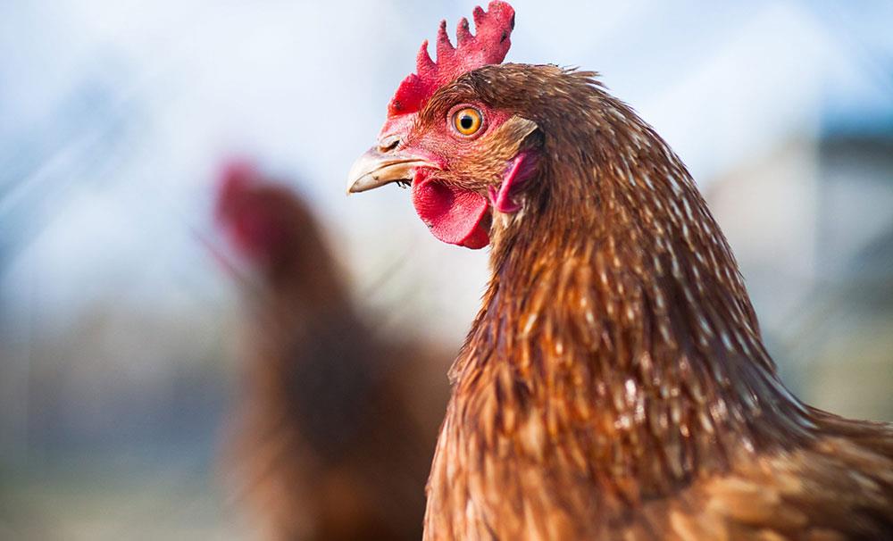 تقویت سیستم ایمنی خود مرغ می تواند بیماری ها را کاهش دهد