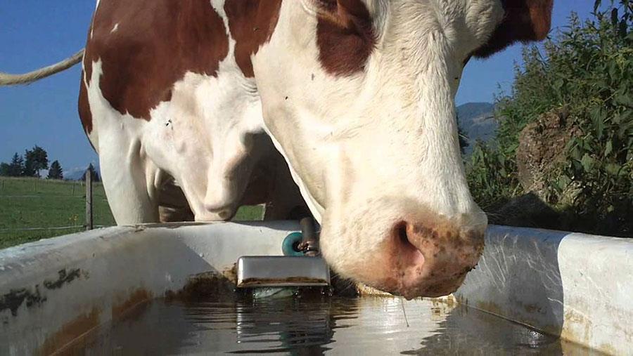 اهمیت کیفیت و کمیت آب در پرورش گاو