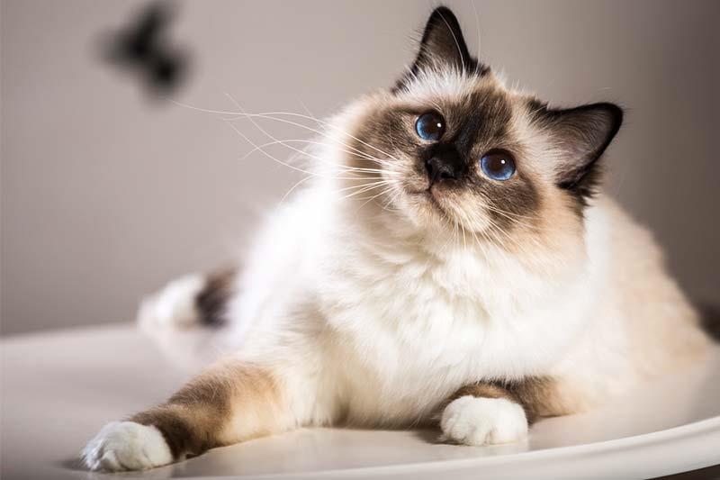 گربه نژاد بیرمن (Birman)