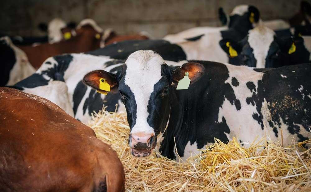 تحلیلی بر تأثیرات موازنه منفی انرژی (NEB) بر باروری و بیماری های متابولیک در گاو شیری