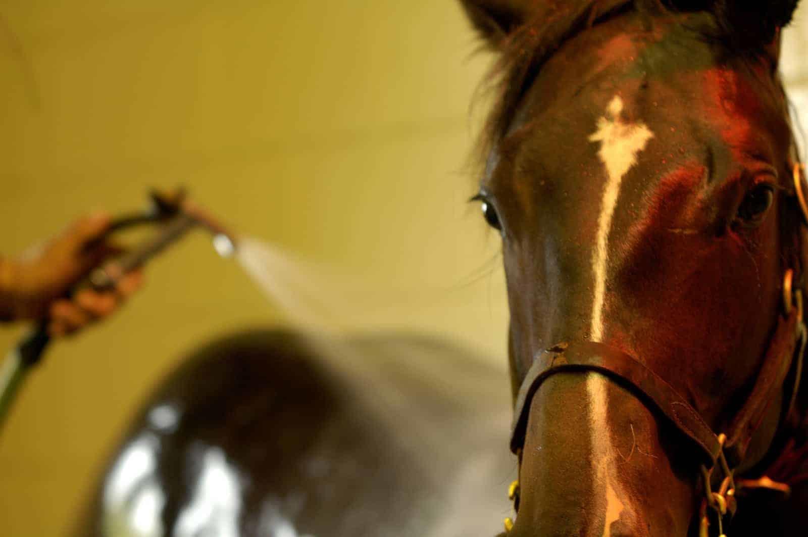 مدیریت استرس گرمایی در اسب ها