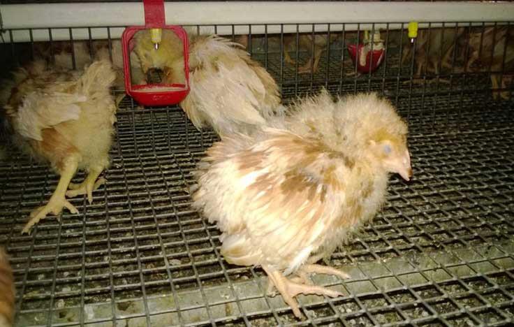 ایمنی پرندگان در برابر بیماری بورس عفونی (گامبورو)