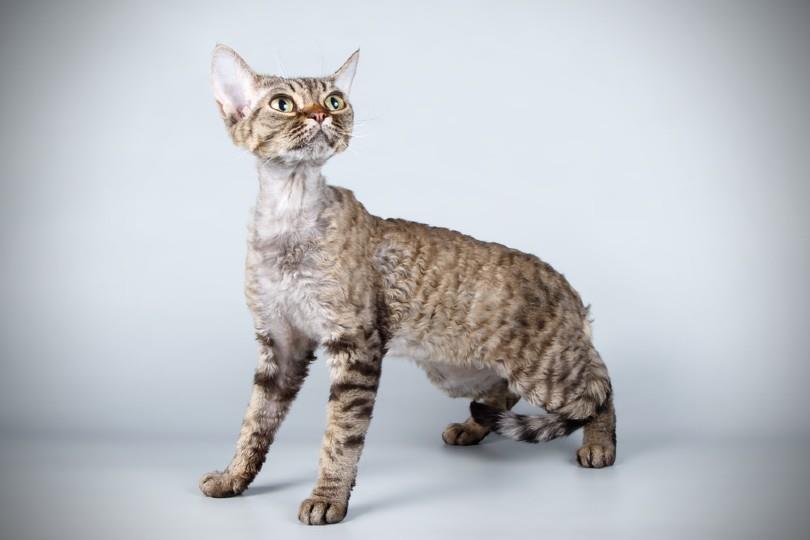 گربه نژاد دون رکس (Devon Rex)