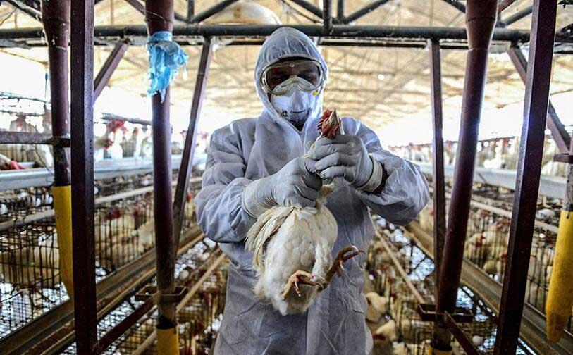 شیوه های اجرایی حذف گله آلوده به آنفلوانزای فوق حاد پرندگان