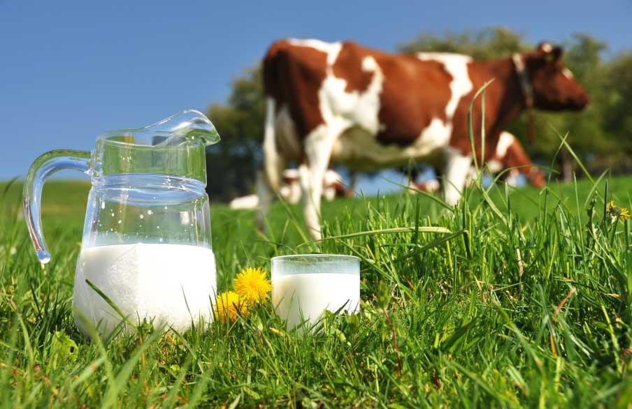 استفاده از دیدگاه ژن های کاندیدا و تکنیک های فناوری زیستی در افزایش و بهبود خصوصیات تولید شیر