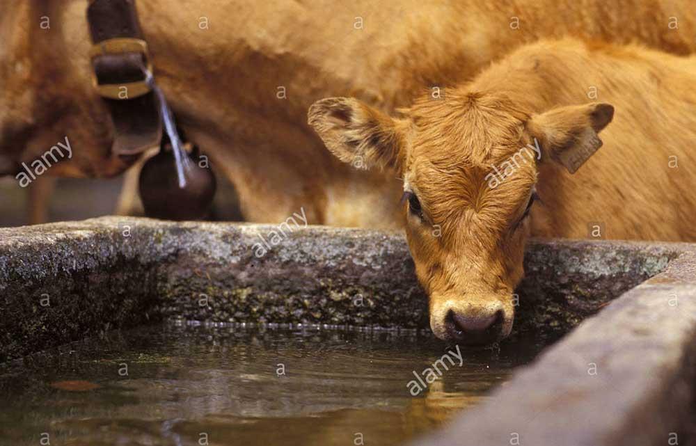 اهمیت آب تازه و پاک در سلامت گوساله