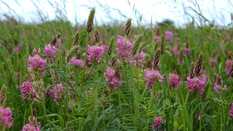 اسپرس Sainfoin در خوراک دام