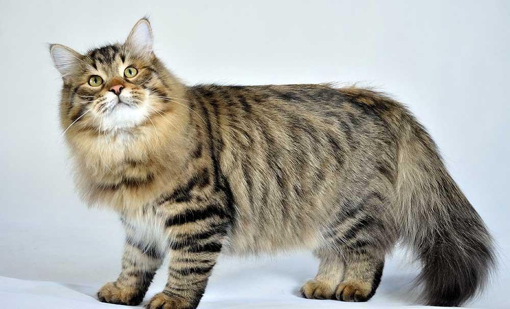 گربه سیبریایی (Siberian cat)