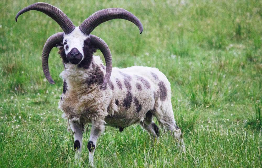 گوسفند نژاد یعقوب (Jacob Sheep)