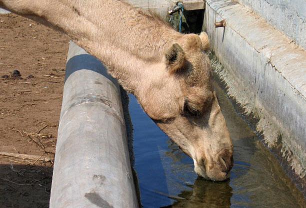 تامین آب و علوفه جهت پرورش شتر در مناطق بیابانی ایران