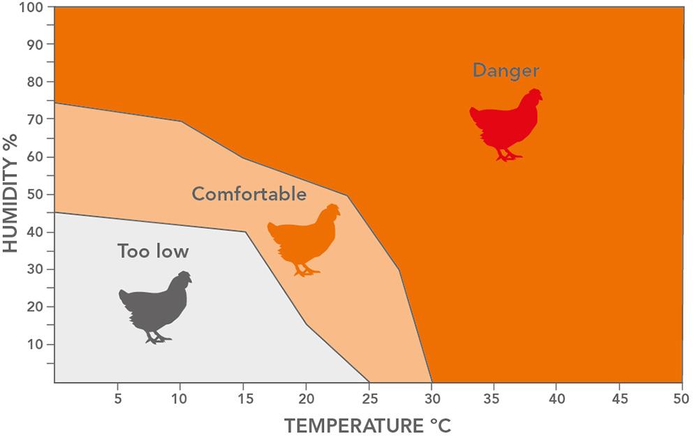 مدیریت پرورش مرغ های تخم گذار در آب و هوای گرم