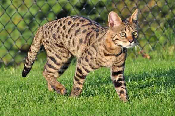 گربه نژاد ساوانا (Savannah cat)