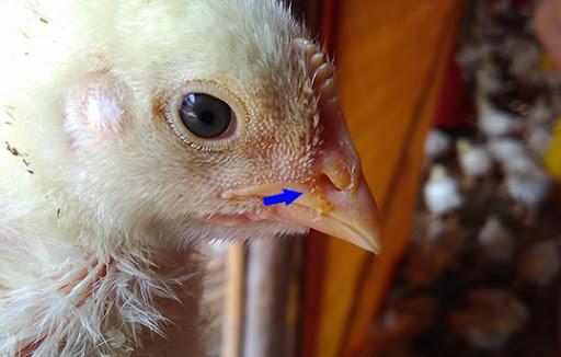 ویروس های نفروپاتوژنیک برونشیت عفونی پرندگان