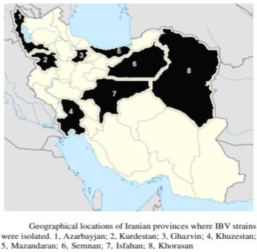 پراکندگی ژنوتیپ‌های مختلف ویروس برونشیت عفونی در ایران