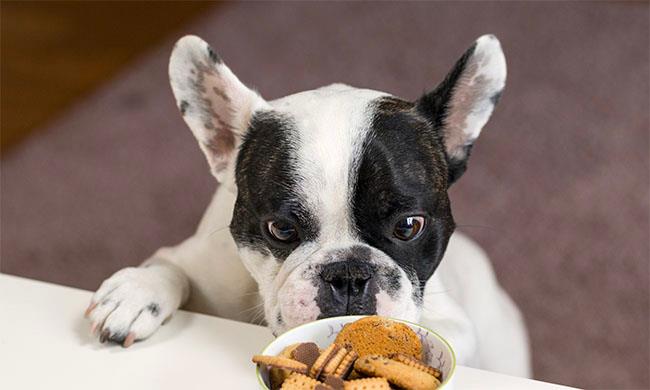 آیا سگ ها می توانند بیسکوئیت بخورند؟