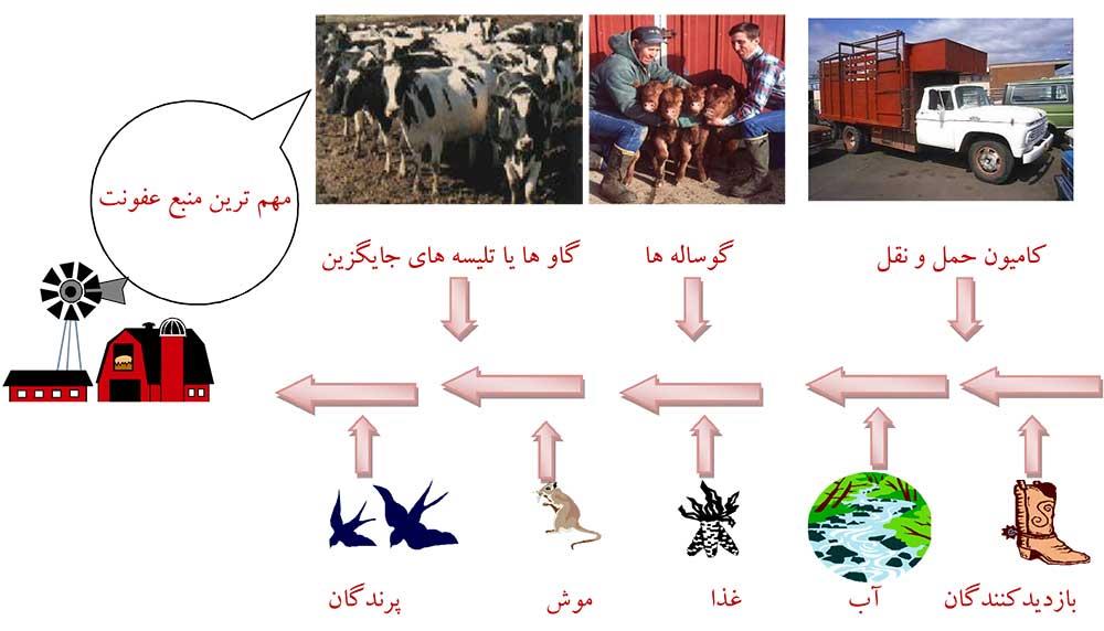 راه‌های ورود سالمونلا به دامداری